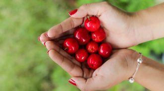 Cerezas chilenas se convierten en el “producto estrella” del Año Nuevo chino