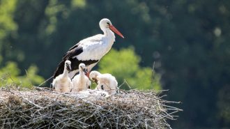 Humedal del norte de China atrae más aves migratorias en peligro de extinción