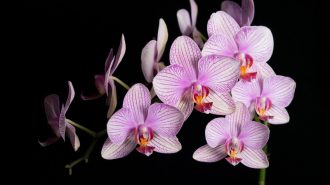 Descubren una nueva especie de orquídea en el sur de China