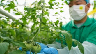 Investigadores chinos descubren mecanismo de alto rendimiento de tomates cultivados