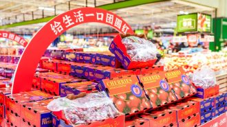 “Embajadora estrella”: La cereza chilena sigue liderando el mercado en China