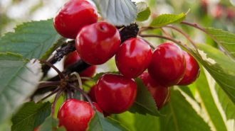Chile fija ruta para que la exportación de cerezas siga creciendo en China