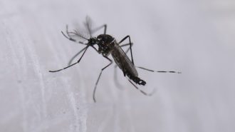 Expertos chinos descubren nexo entre temperaturas anómalas en Índico con brotes de dengue