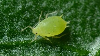 Científicos descifran el olfato de los pulgones y abren camino a nuevos pesticidas verdes