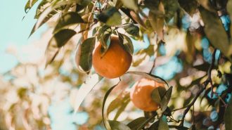 Etiquetas de huella de carbono en productos agrícolas chinos buscan un cultivo más ecológico