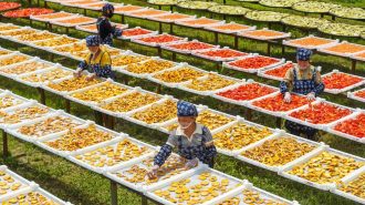 La China de Hoy: Desarrollo rural en la China contemporánea