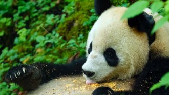 Población mundial de pandas en cautiverio alcanza 757 ejemplares