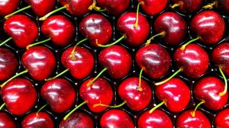 Gobierno destaca “peak de envíos de cerezas” esta temporada