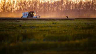 Descubiertos en China restos de arrozales de más de 8.000 años de antigüedad