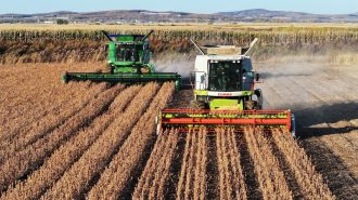 China apuesta por desarrollar maíz rico en proteínas para frenar su dependencia de la soja