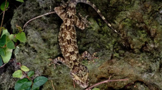 Descubren una nueva especie de geco en el sur de China