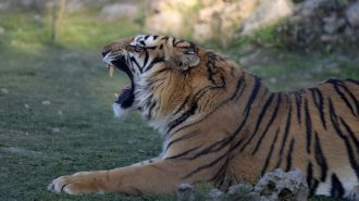 Matan a tiros a tigres tras atacar a cuidador en China