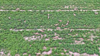 Tres décadas de trabajo en China para proteger a los animales en peligro de extinción