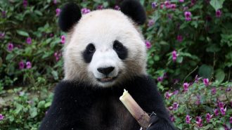 “Símbolo de paz”: Qatar se convierte en el primer país de Medio Oriente con pandas gigantes chinos