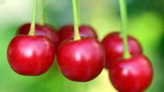 La carrera contra el tiempo de las cerezas chilenas para alcanzar el Año Nuevo Chino