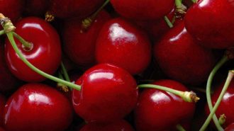 La reina indiscutida: Comienza la temporada de la cereza chilena en China