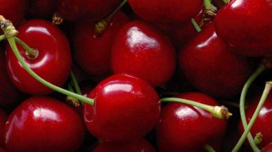 La reina indiscutida: Comienza la temporada de la cereza chilena en China
