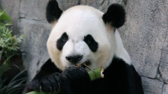 Dos pandas volvieron a China debido a la escasez de bambú en Canadá