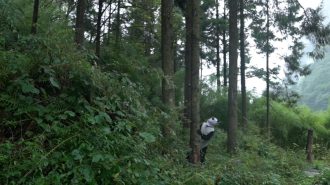 Disfrazarse y bañarse en orina para lograr el retorno de los osos panda a la naturaleza