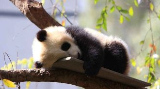 Ternura absoluta: Presentan 10 pandas que nacieron en 2020