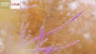 Un jardín botánico en medio del desierto