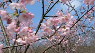 La belleza de los florecidos cerezos en Wuhan
