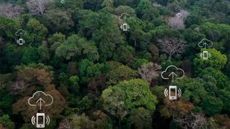 Tecnologías desarrolladas por empresas chinas ayudan a proteger “pulmón verde” de la Tierra