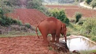 Elefante se separó de la manada y fue trasladado a una reserva natural en China