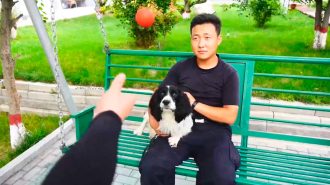 ¿Cómo se entrena a perros detectores de drogas?