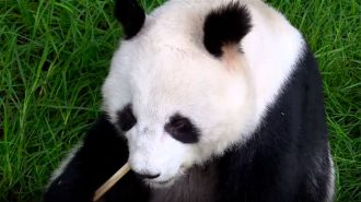 Con ayuda de China: Cómo se ha logrado la conservación del panda gigante en México