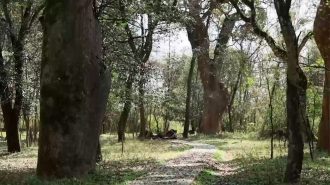 Aldea protege antiguo bosque chino como herencia de sus antepasados