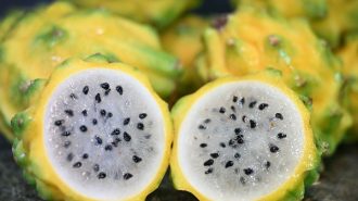 Tradicional fruta de Centroamérica echa raíces en isla tropical de China