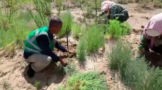 Reforestación mejora área hundida por minería del carbón en el noroeste de China