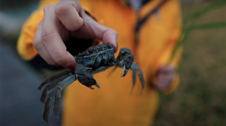 Decodificando la agricultura ecológica del cultivo de arroz con cangrejos de río