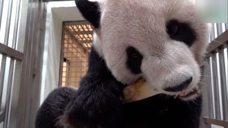 Veterinarios dan tratamiento a panda que tiene un tumor cerebral