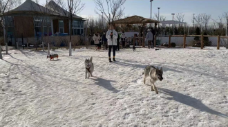 Un parque exclusivo para perros en Beijing atrae a muchos visitantes