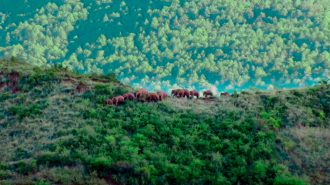 El amor de los “papás elefantes” en la selva de China