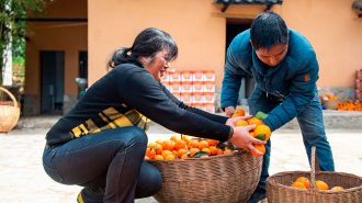 Mejora en la infraestructura de transporte rural permitió a aldea vivir de la plantación de mandarinas