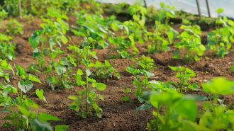 Las plantas que se utilizan como alimentos y medicina en China