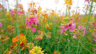 Los coloridos mantos de flores de canola impulsan el turismo ecológico en China