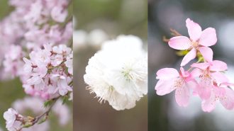 Los turistas disfrutan de la estación floral en Beijing