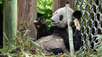 Panda gigante Ya Ya regresa al zoológico de Beijing