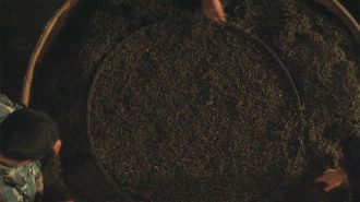 El té: un puente cultural entre China e India a lo largo de los siglos