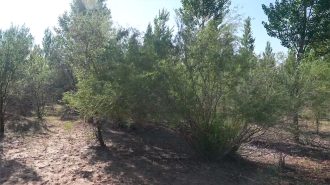 Cómo tres generaciones en China detuvieron el avance del desierto de Kubuqi