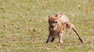 La migración de los antílopes de Xizang es una de las más espectaculares del mundo