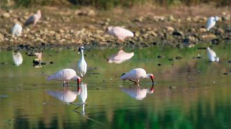 Montañas extremas en China: La protección de las aves