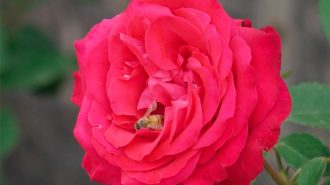 La Franja y la Ruta: La revitalización industrial de China en la modernización del campo