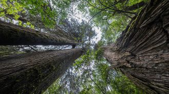 Motuo, el paraíso tibetano conocido como el “hogar del mundo”