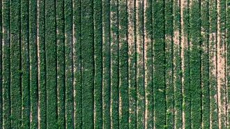 El milagro de las verduras en el desierto de Gobi