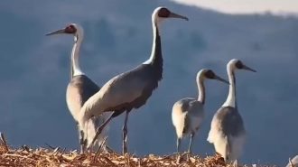 Cientos de aves raras llegan a humedal en Jilin de China